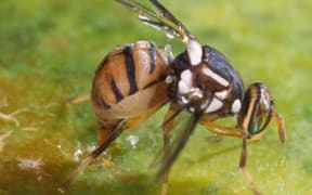 An Oriental fruit fly on a piece of fruit.