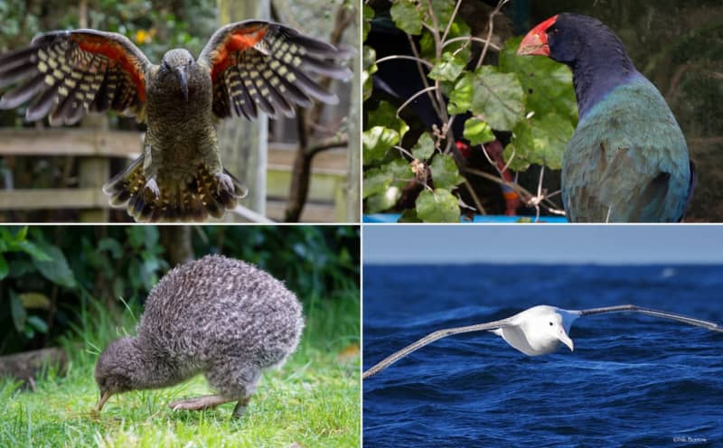 A compilation image of kea, takahe, little spotted kiwi and antipodean albatross.