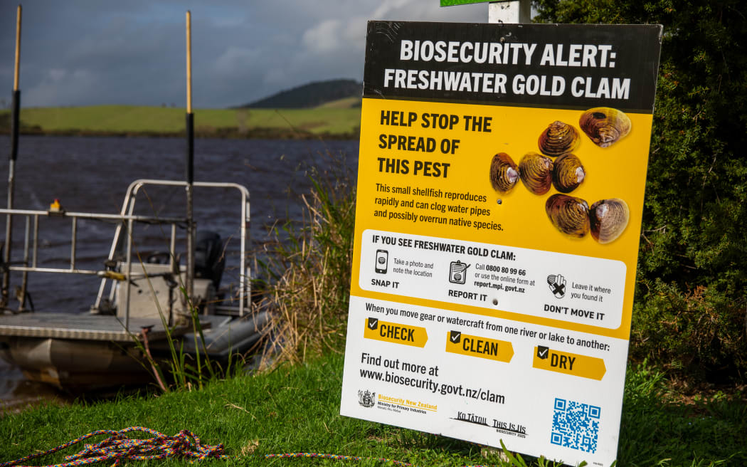 Auckland is providing a blueprint of how to eradicate invasive fish from New Zealand's waterways.