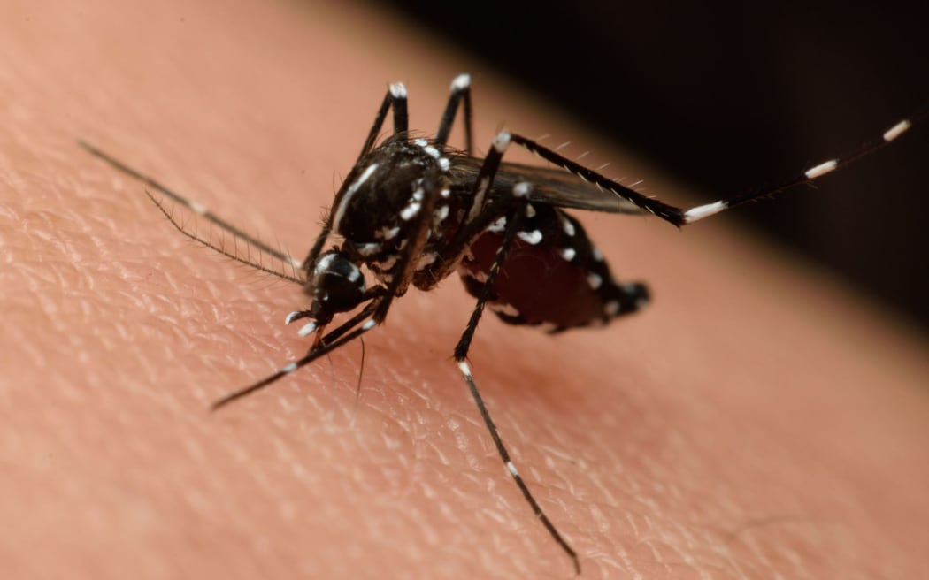 Zika mosquito