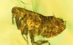 This flea preserved about 20 million years ago in amber may carry evidence of an ancestral strain of the bubonic plague. (Photo by George Poinar, Jr., courtesy of OSU)