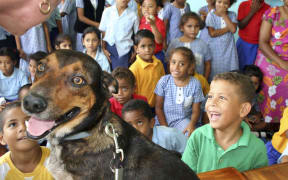 : Children at a primary school in Fiji learn about animal welfare, particularly stray dogs. Here the children are allowed to examine a dog as part of their lesson.