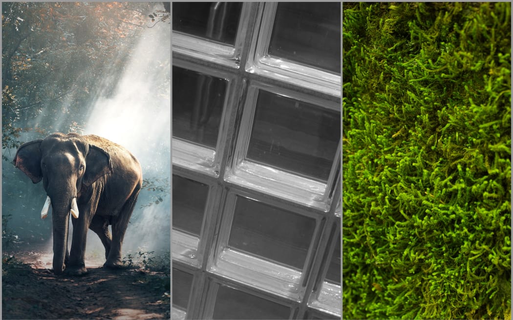 Elephant, glass brick, moss
