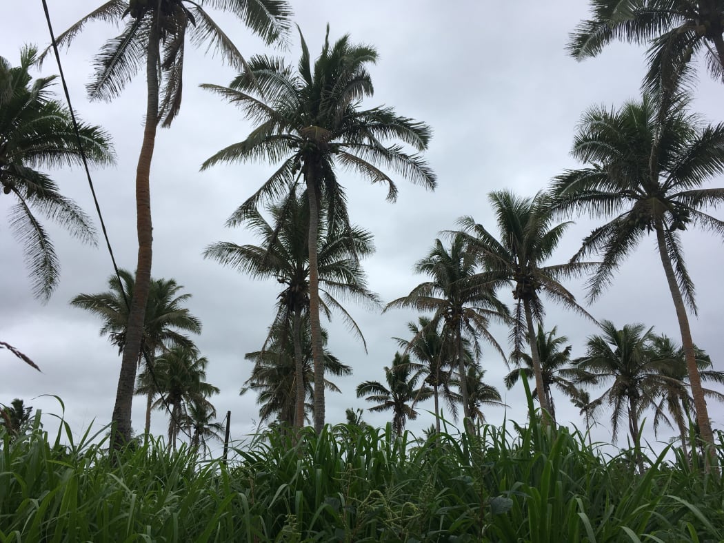 Palms in Tonga