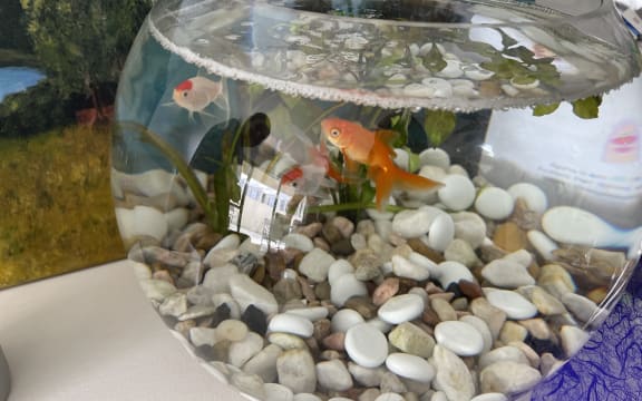 Temel Atacocugu’s pet goldfish.