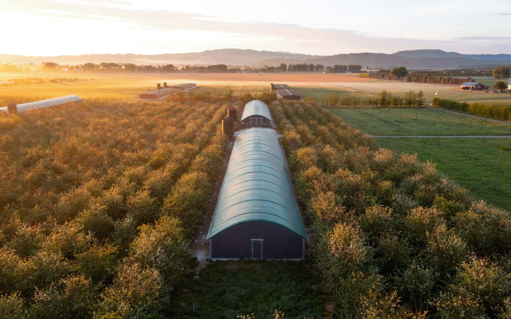 Bostock Brothers chicken farm in Hawkes Bay.