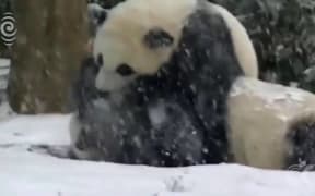 'Precious Treasure' panda to move to China