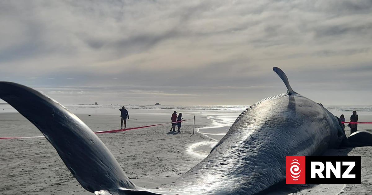 Blue whale washes ashore on West Coast