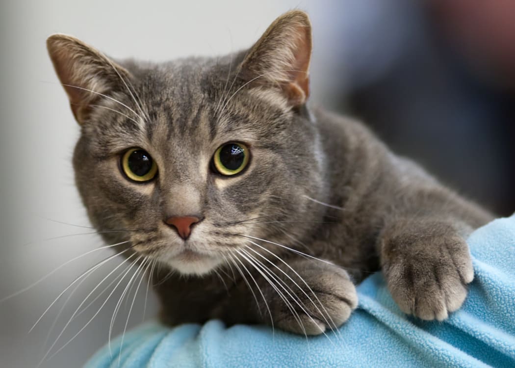 Vets asked to put down healthy pets RNZ News