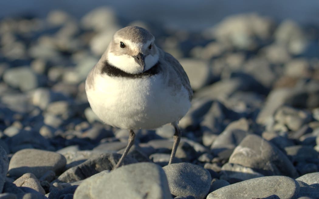 Wrybills are the only species in the world with a bill that bends to the side. There are just 5000 or so wrybills and their numbers are declining.