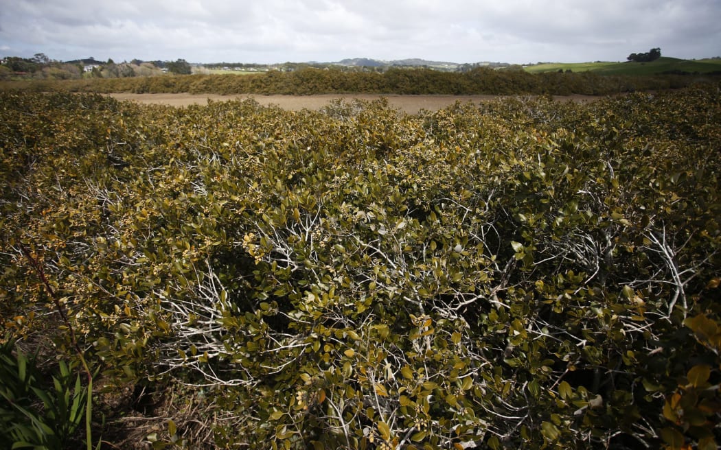 A large amount of mangroves.