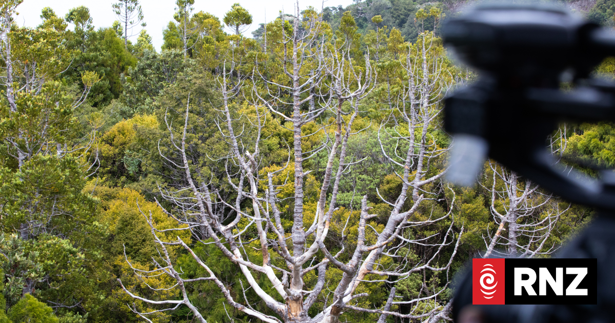 Man who flouted kauri dieback rāhui found guilty | RNZ