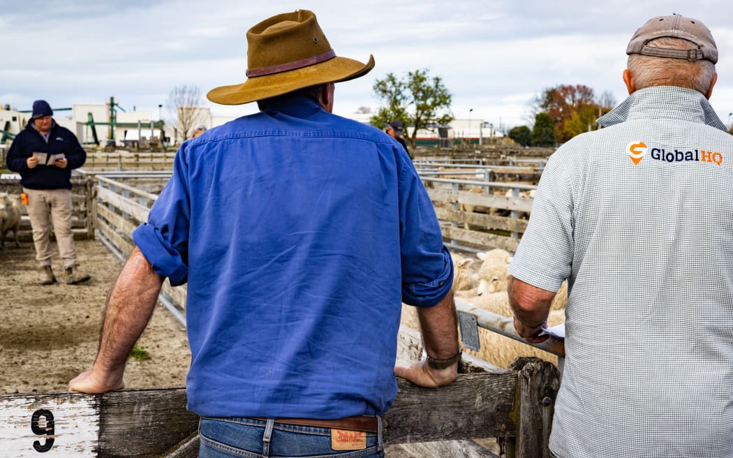 The weekly sheep sale at Gisborne's Matawhero Stockyards