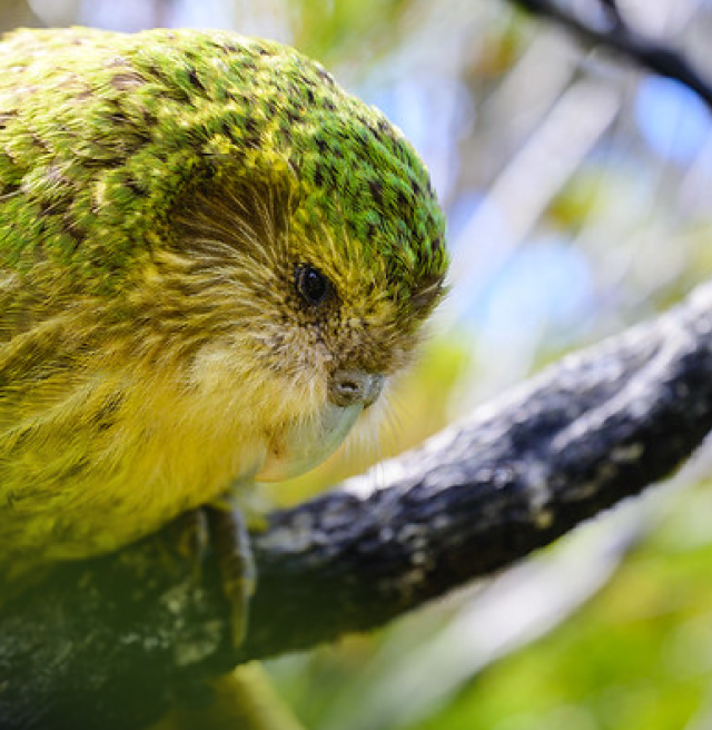 An image featuring a kākāpō is sitting on a branch.