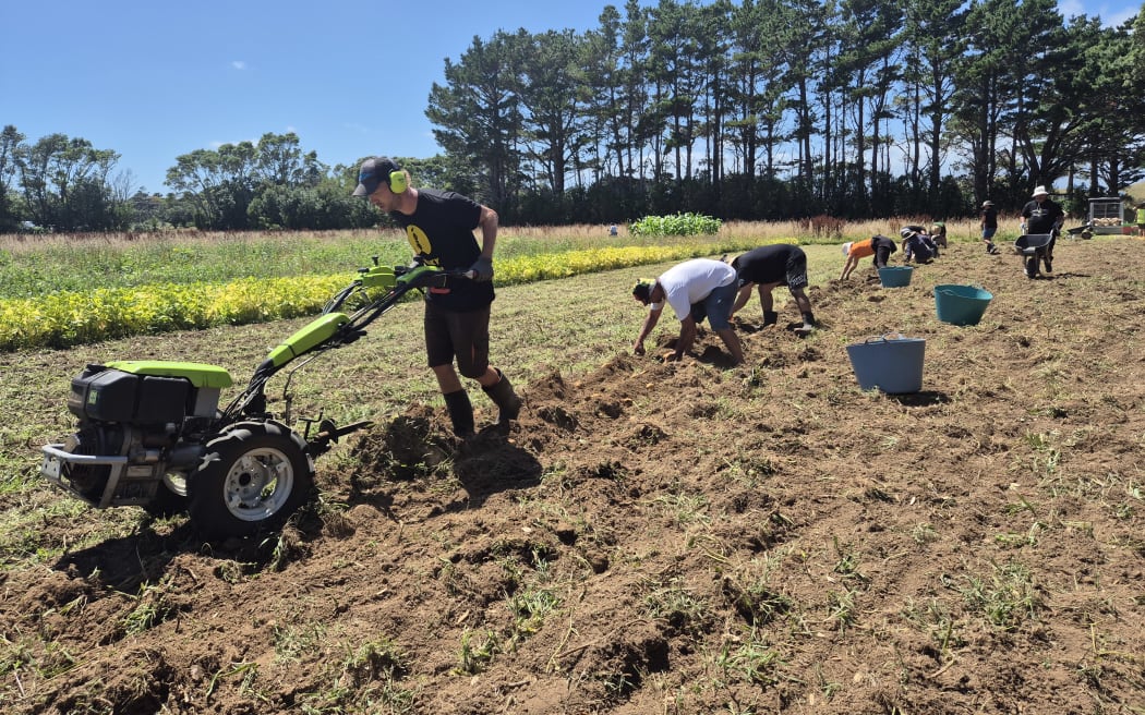 Urs Signer ploughing a row of potatoes