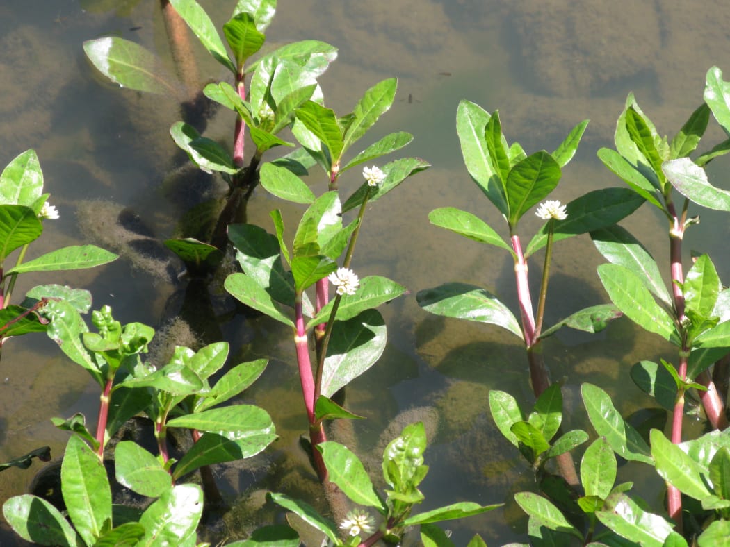The presence of alligator weed at Te Awa Lakes is the largest upstream infestation on the Waikato River and if unmanaged has the potential to be a significant point source for it getting into the river.