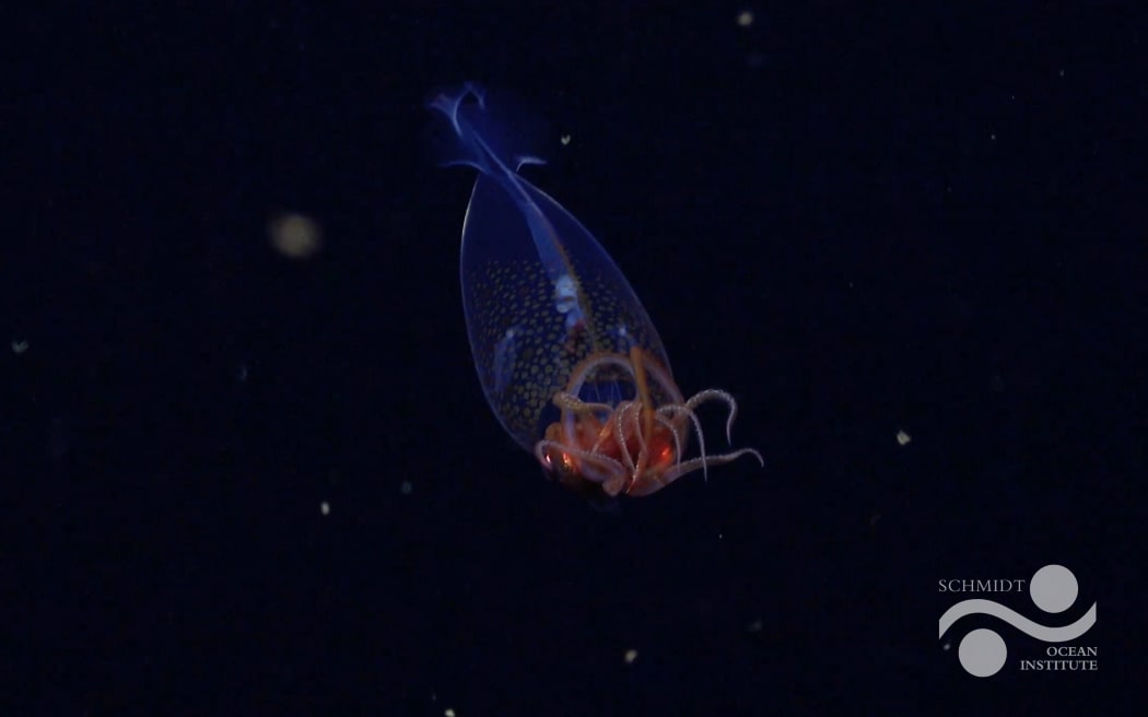 This is the first confirmed live observation of the colossal squid, Mesonychoteuthis hamiltoni, in its natural habitat. The team on Schmidt Ocean Institute's Research Vessel Falkor (too) captured footage of the 30-centimeter-long squid (nearly one foot) at a depth of 600 meters (1968 feet) using their remotely operated vehicle SuBastian on March 9 during an Ocean Census flagship expedition searching for new marine life. The expedition took place in the remote South Sandwich Islands in the South Atlantic Ocean. This year (2025) is the 100-year anniversary of the identification of the colossal squid, which are estimated to grow up to 7 metresin length.