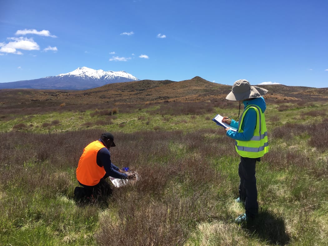 Andrea Clavijo McCormick Studying Heather in the field 2