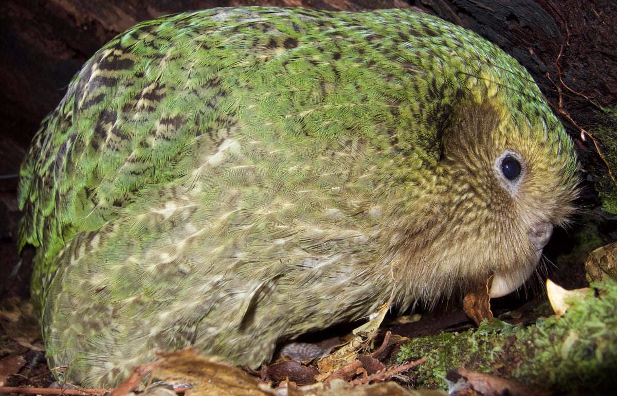 Kākāpō chick Nora-1-A has just been diagnosed with severe aspergillosis, which causes fungal pneumonia and led to the death of her foster mother, Huhana.