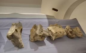 A medical CT scanner helps to reveal ichthyosaur bones in boulders.