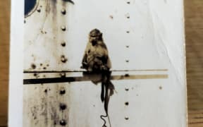 This is a photo of an old photo. Jenny Irene - a capuchin monkey - is sitting on the side of a navy ship.