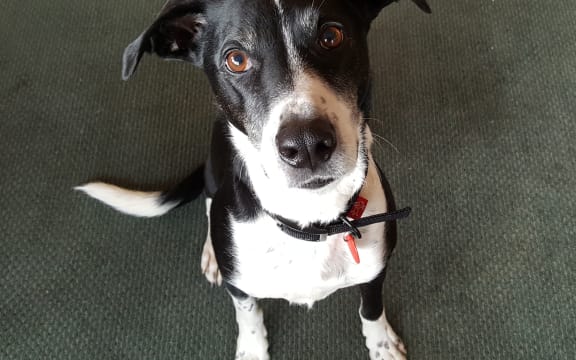 Black and white dog called Sprockett.