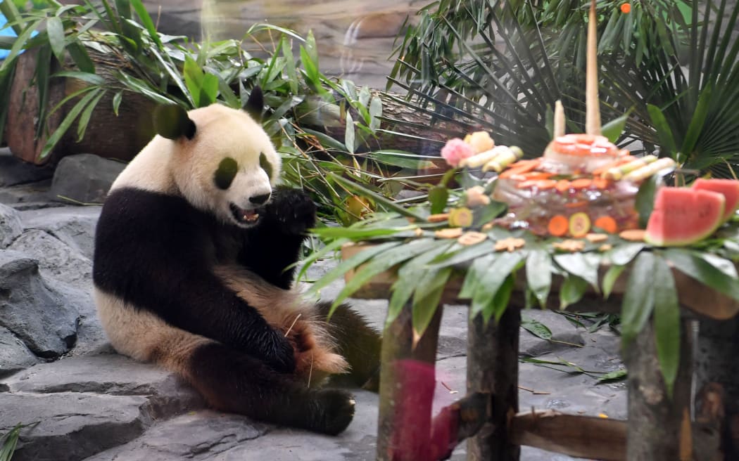 Three pandas Jing Bao, Li Dui and Long Sheng celebrate birthdays together at the Fenghuang Panda House in Miao autonomous prefecture in central China's Hunan province, 22 August 2020. (Photo by Guo Liliang / Imaginechina via AFP)