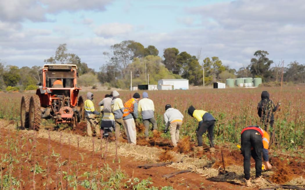 PALM scheme workers harvesting bare-rooted trees at Mossmont Nurseries.  (Supplied: Peter Mares)