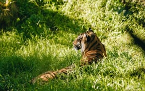 First-time mother Zayana, the Sumatran tiger at Auckland Zoo, has killed one of her cubs after the other cub died during delivery.