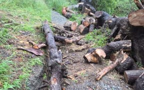 Timber on the trails 