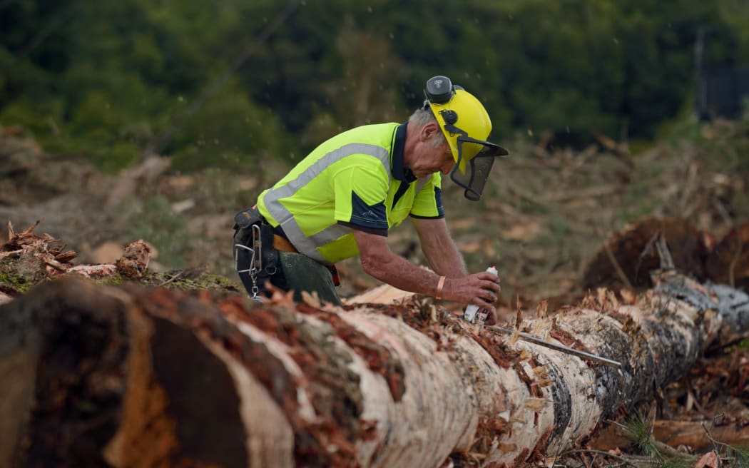 timber companies in cameroon KUMARA, NEW ZEALAND, SEPTEMBER 20, 2017: A forestry worker measures a Pinus radiata log at a logging site near Kumara, West Coast, New Zealand.