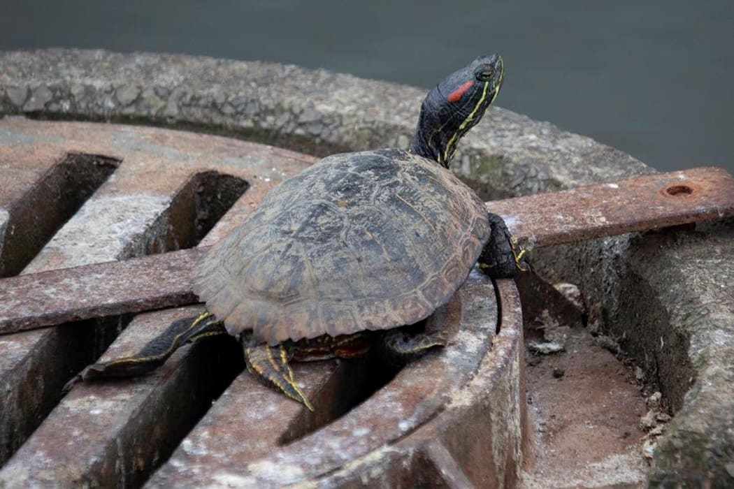 Red eared slider turtle in Carmichael Park in Tauranga