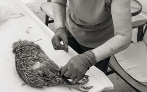 the wāhine of Ngāti Torehina ki Matakā,to carry out the customary practice of pelting so their feathers can be used for weaving