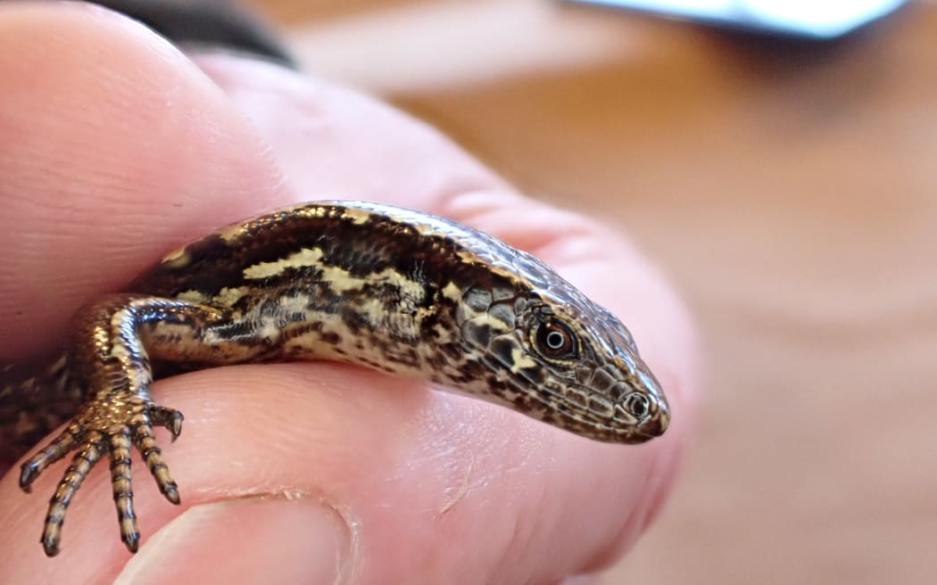 Kakerakau skink up close.