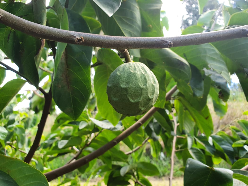 Cherimoya