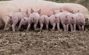 15 April 2022, North Rhine-Westphalia, Jössen: Piglets huddle at their mother's teats in an outdoor enclosure near Jössen in eastern Westphalia, Germany.  AFP