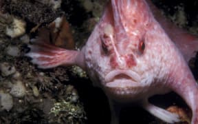 The pink handfish was previously last seen off the Tasman Peninsula in 1999