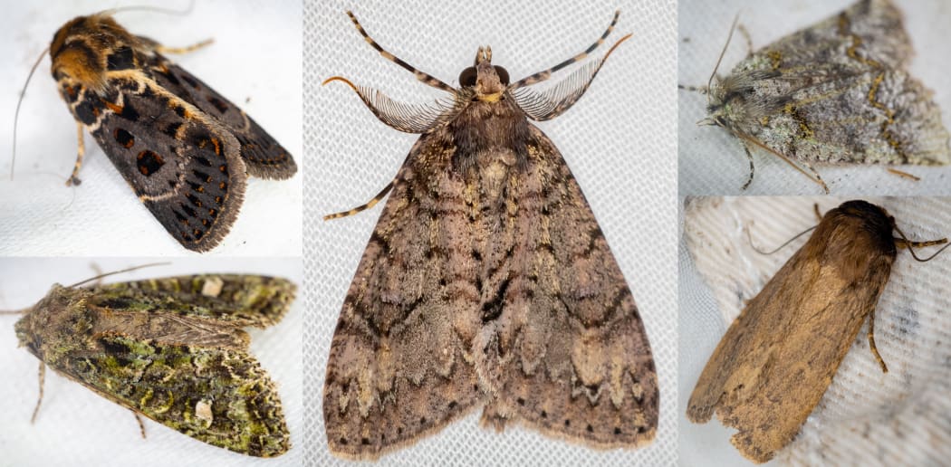 Five species of macro moths collected in late summer at Zealandia sanctuary as part of the 100 Year Moth project.
