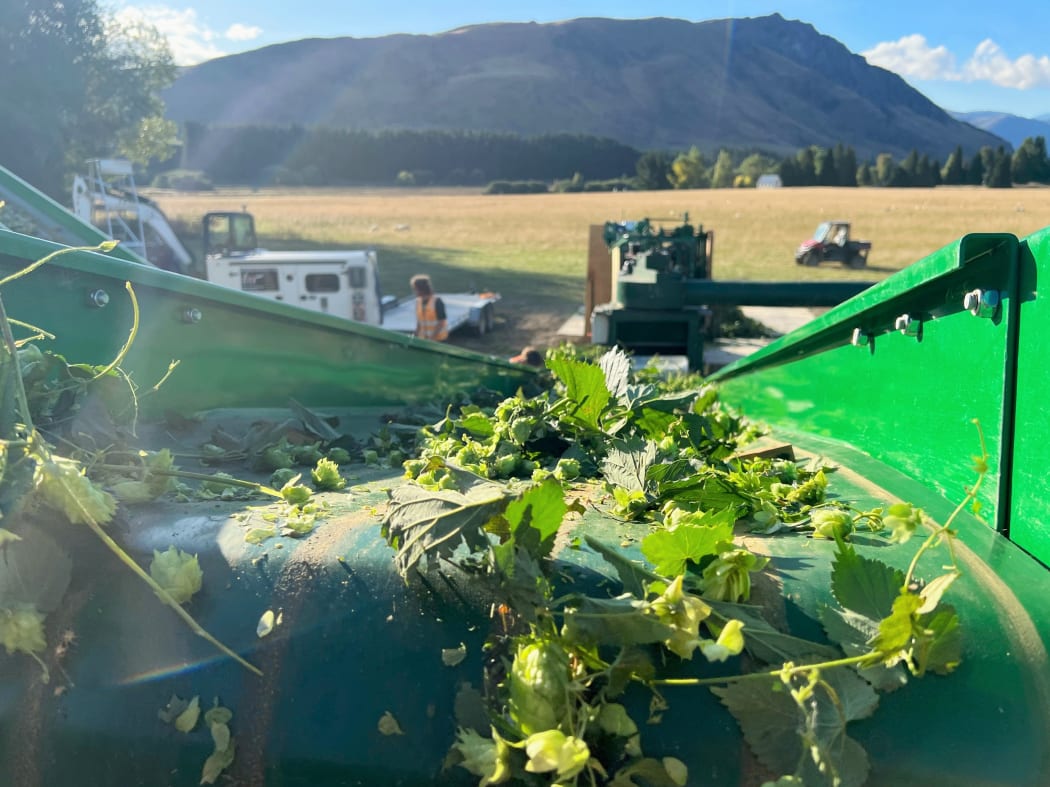 Hop Harvesting