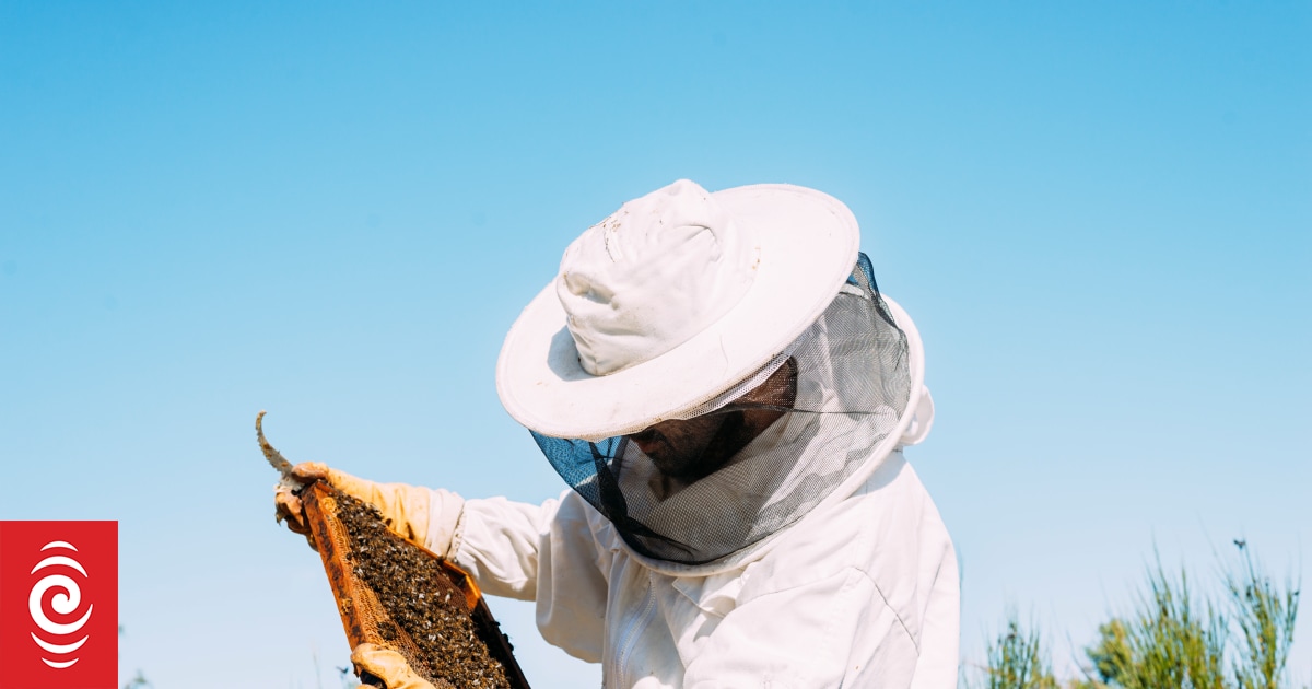 Low honey harvest expected as North Island beekeepers grapple with storm effects - RNZ
