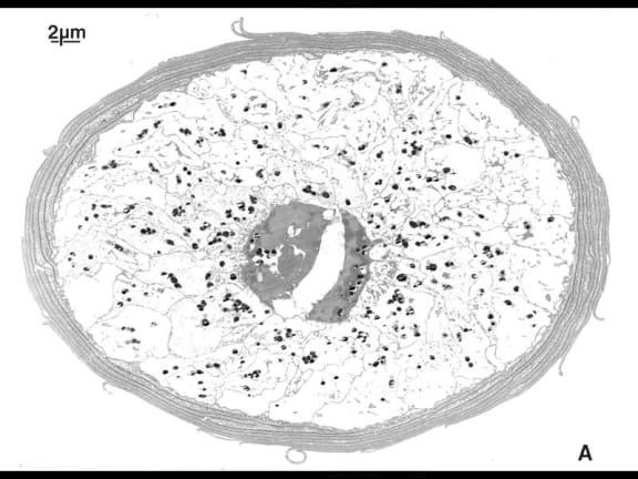 4r3xomb gallery image 2424