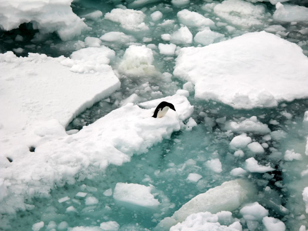 Adélie penguin on ice floe in Antarctica