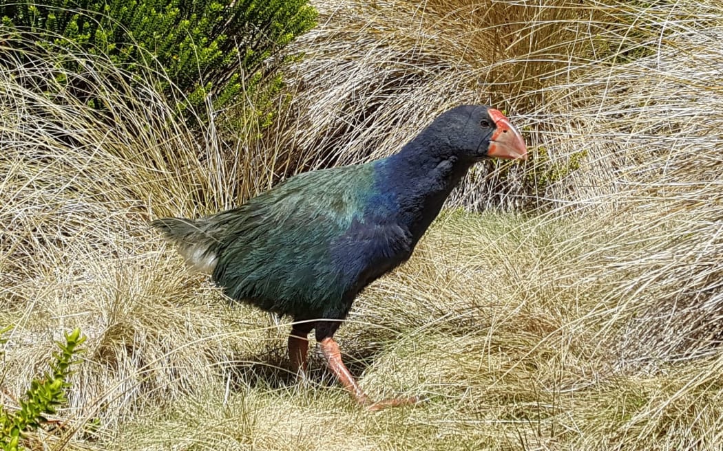 A young wild takahē in Fiordland's Takahē Valley.