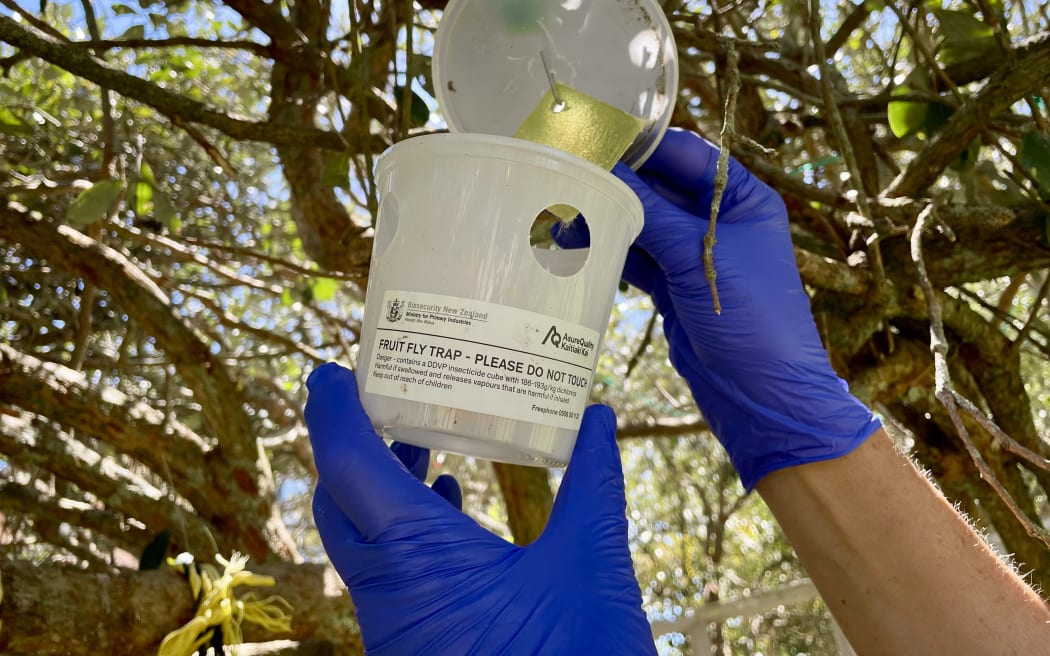 A close-up of a fruit fly trap.