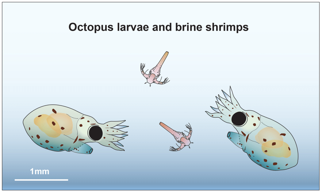 Illustration of octopus larvae and brine shrimp.