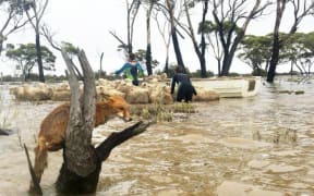 A herd of sheep was loaded onto a dinghy in Newdegate as a fox also sought higher ground.