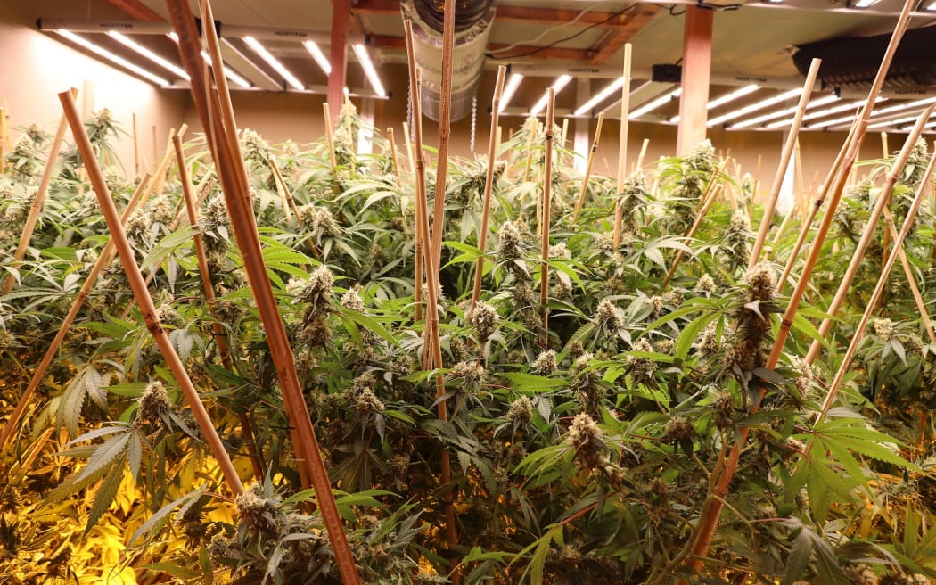 The plants were ready for harvesting when the building was raided. Photo: Supplied / NZ Police