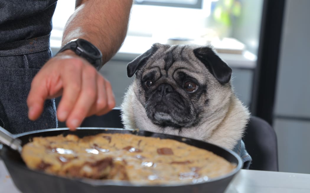 Samoan man Daniel Rankin has over 320k followers on social media with his cooking videos featuring his dog, Fraser