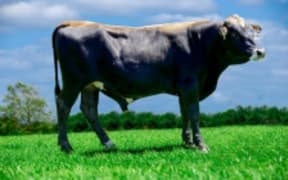 The Kiwipole breed bull 'Slick Himeros'.