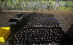 More than 400 pāua were illegally gathered on Kaikōura’s south coast